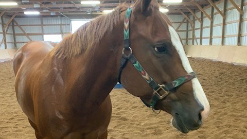 Scarlett the horse - one of the pets of the Academic Advising Center