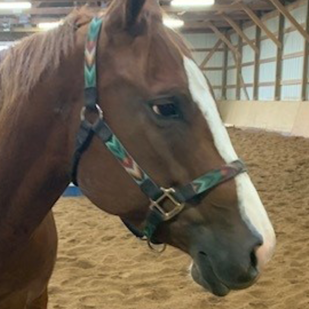 Scarlett the horse - one of the pets of the Academic Advising Center
